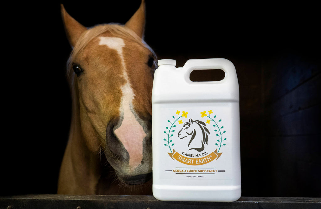 Guide to Fats in the Equine Diet: Importance, Figuring Out