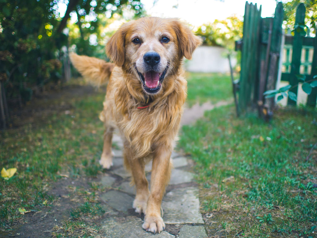 Improving Senior Dog Mobility