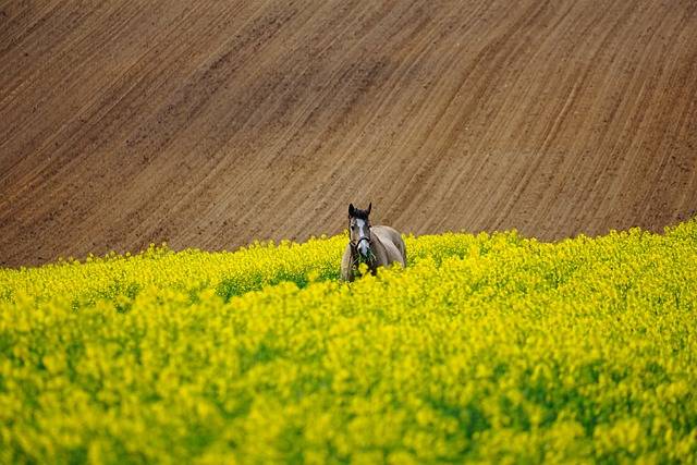 Why You Should Add Salt To Your Horse's Diet